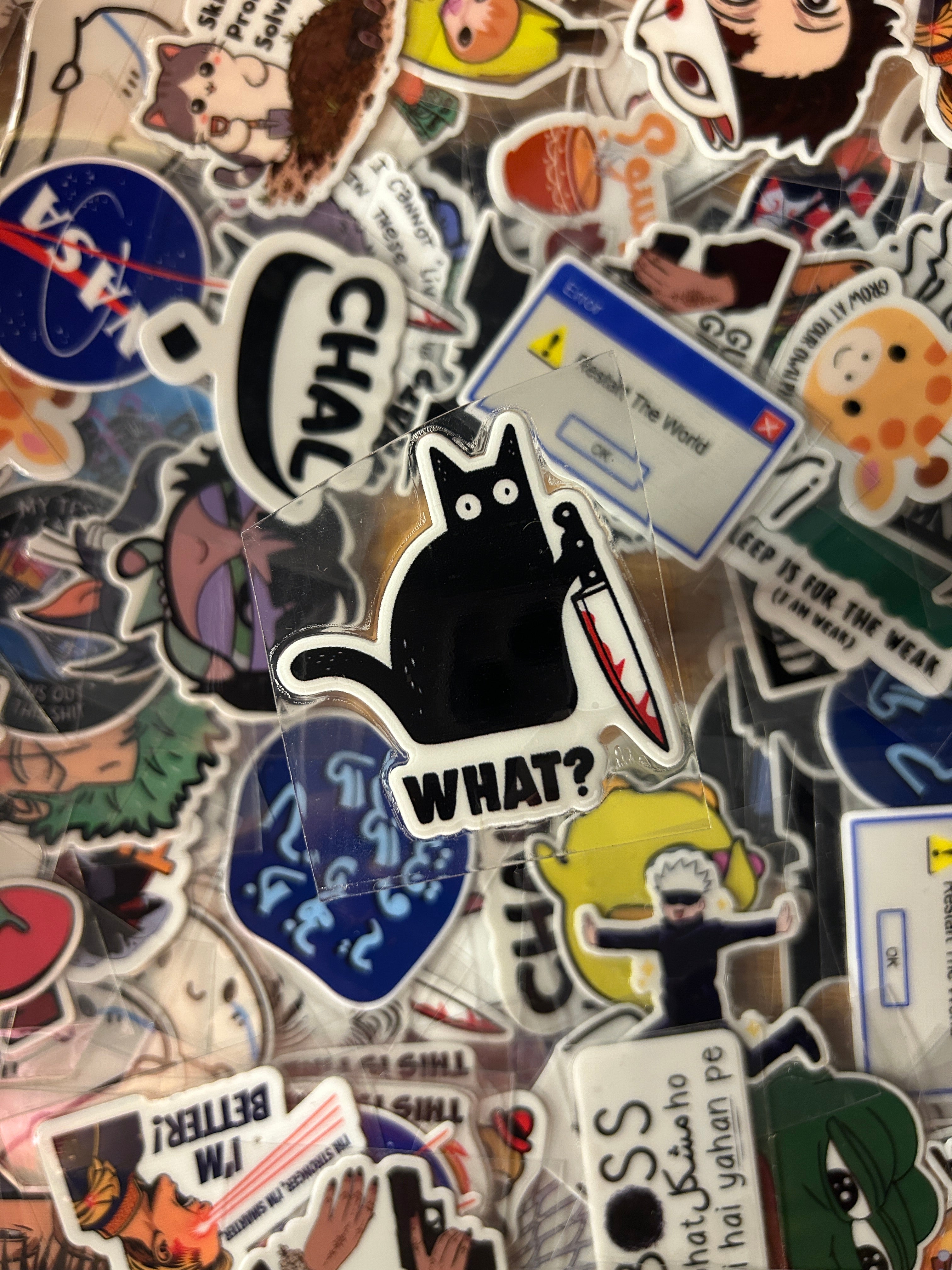 Murder Cat